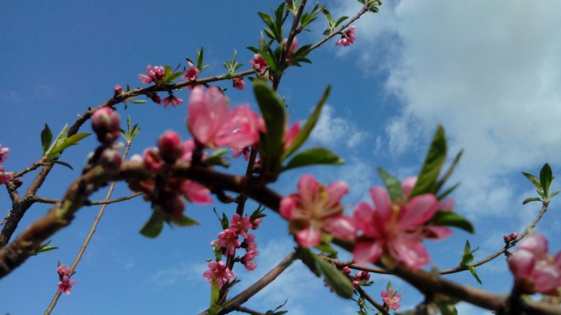 تصاویری از هنرنمایی بهار در هرسین