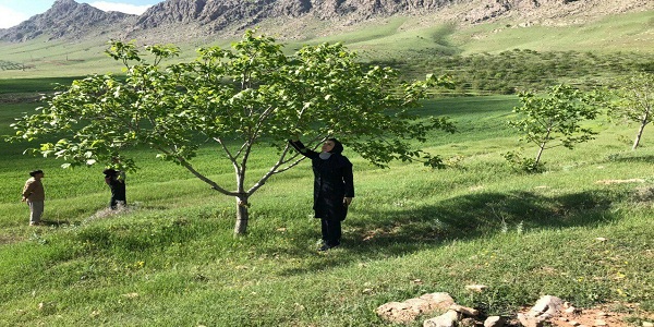 خسارت تگرگ و باد در سطح باغات و مزارع شهرستان مورد رصد و ارزیابی قرار گرفت