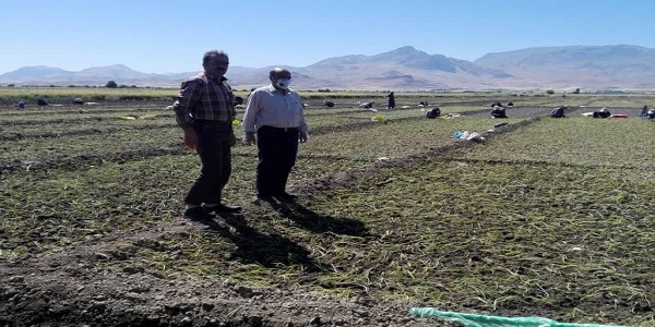 کشت نشای پیاز در روستای مبارک اباد بخش بیستون