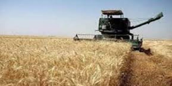 افزایش ۲۰ درصدی تولید گندم و جو نسبت به سال گذشته در هرسین 