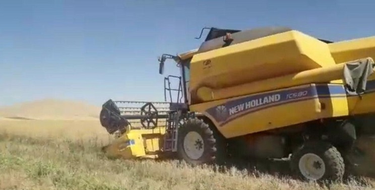 برداشت کلزا از سطح ۱۴۸هکتار از مزارع شهرستان هرسین