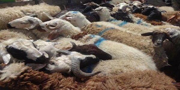 14 راس دام قاچاق در هرسین کشف شد 14 راس دام قاچاق در هرسین کشف شد