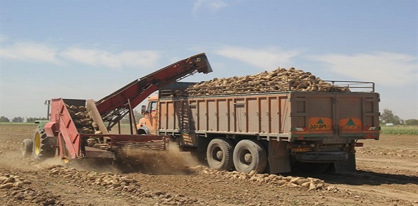 پیش بینی تولید ۶۶هزارتن چغندر در شهرستان هرسین پیش بینی تولید ۶۶هزارتن چغندر در شهرستان هرسین