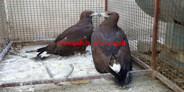 تحویل دوبهله عقاب توسط جوانان طبیعت دوست به محیط زیست هرسین تحویل دوبهله عقاب توسط جوانان طبیعت دوست به محیط زیست هرسین