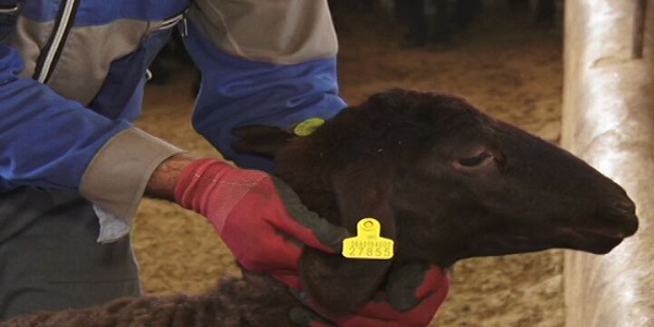 اجرای طرح بیمه وهویت گذاری دام ها در هرسین اجرای طرح بیمه وهویت گذاری دام ها در هرسین