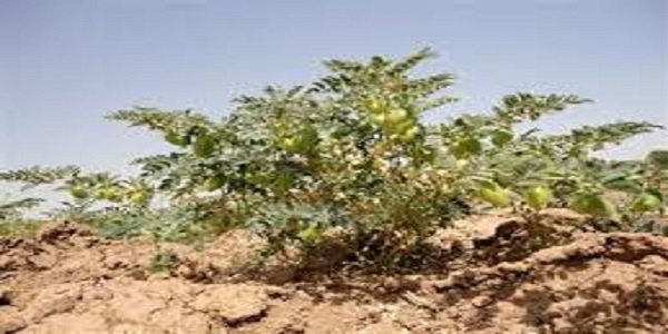 کشاورزان هرسینی فرصت کشت نخود را از دست ندهند کشاورزان هرسینی فرصت کشت نخود را از دست ندهند