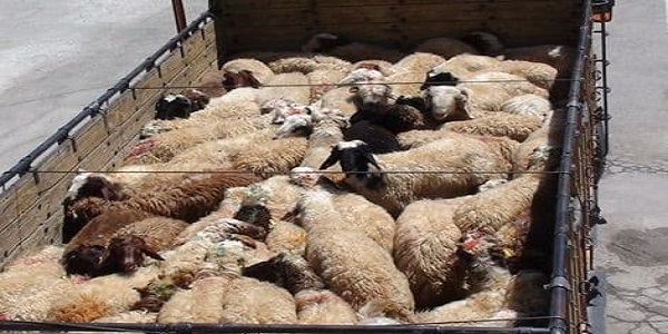 کشف 23 راس احشام قاچاق در هرسین  