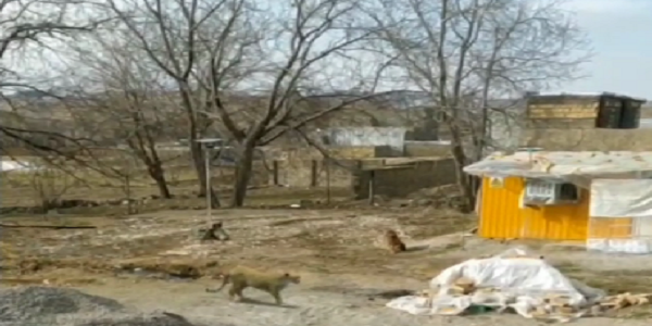 رویت یک قلاده پلنگ در هرسین تکذیب شد