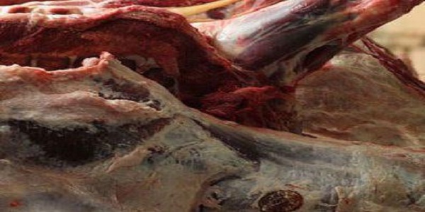 امحاء 22 کیلو گرم گوشت  و فرآورده خام دامی  در هرسین