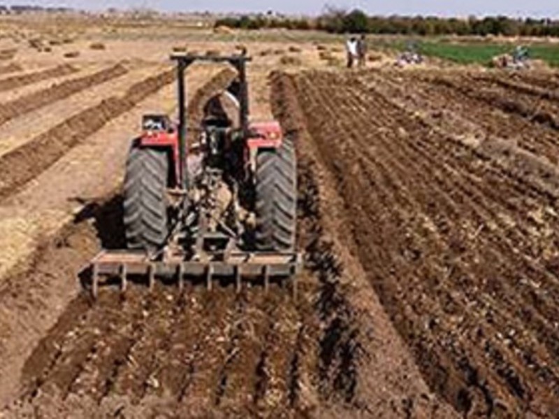 کاشت چغندر قند در۱۵۰۰هکتار از اراضی زراعی شهرستان هرسین کاشت چغندر قند در۱۵۰۰هکتار از اراضی زراعی شهرستان هرسین