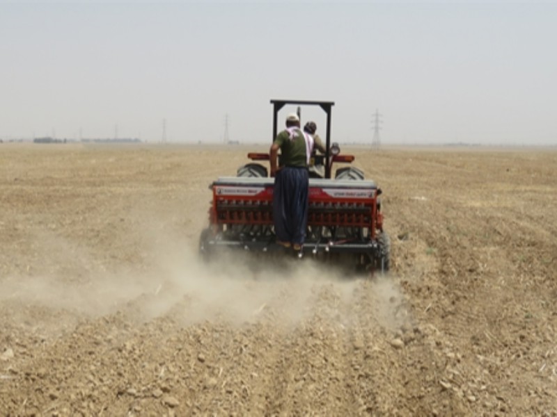 کشت دوم در شهرستان هرسین ممنوع شد