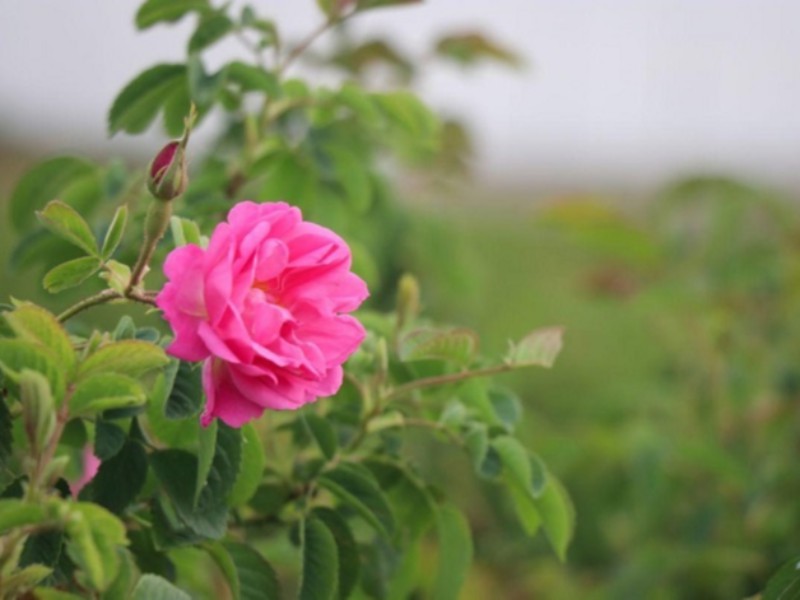 برداشت 175تن گل محمدی از مزارع شهرستان هرسین/ تولید۳۵۰تن گلاب در  شهرستان برداشت 175تن گل محمدی از مزارع شهرستان هرسین/ تولید۳۵۰تن گلاب در  شهرستان