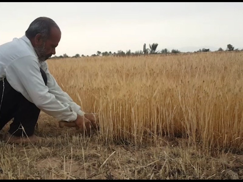 آغاز برداشت جو از مزارع دیم  شهرستان هرسین آغاز برداشت جو از مزارع دیم  شهرستان هرسین