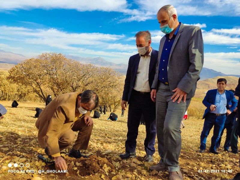 پویش مردمی احیای جنگل های زاگرس در هرسین برگزار شد