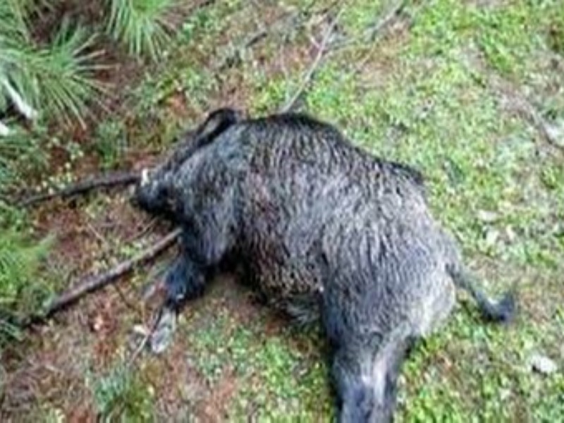 کشف 3لاشه گراز از داخل خودرو در هرسین کشف 3لاشه گراز از داخل خودرو در هرسین