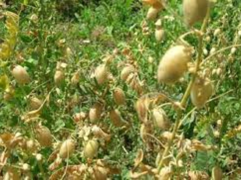 کشت ۳۰ هکتار نخود علوفه ای در اراضی کشاورزی هرسین کشت ۳۰ هکتار نخود علوفه ای در اراضی کشاورزی هرسین
