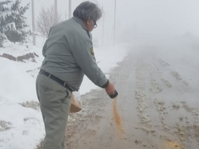 دانه پاشی در مناطق برفگیر و زیستگاه های هرسین دانه پاشی در مناطق برفگیر و زیستگاه های هرسین