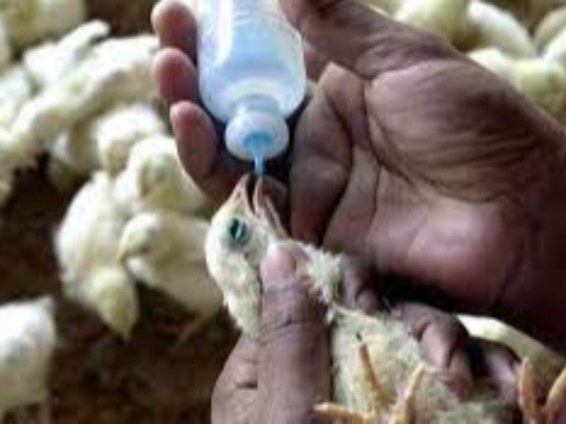 آغاز اجرای واکسیناسیون(نیوکاسل)طیور بومی در هرسین آغاز اجرای واکسیناسیون(نیوکاسل)طیور بومی در هرسین