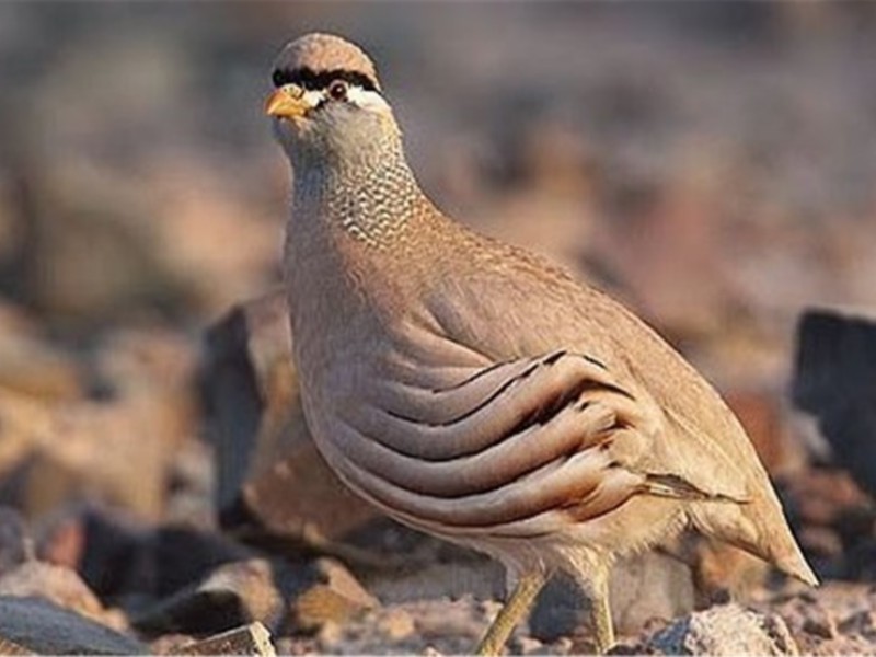 کشف و ضبط 9قطعه کبک از متخلفین در هرسین