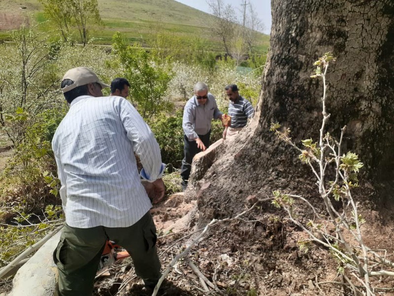 درختان کهن هرسین در لیست آثار ملی ثبت میشوند درختان کهن هرسین در لیست آثار ملی ثبت میشوند