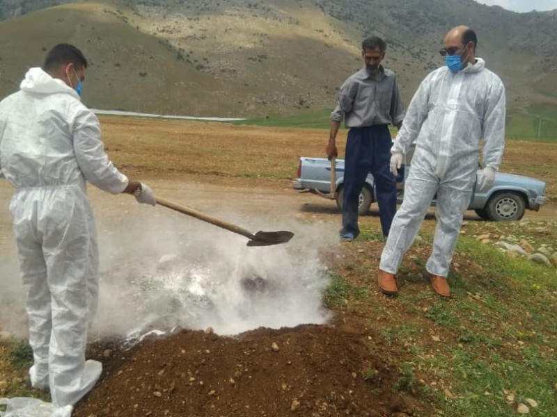 تلف شدن 5راس گوسفند در کوهپایه های روستای نجوبران بیستون/ احشام تلف شده دفن بهداشتی شدند تلف شدن 5راس گوسفند در کوهپایه های روستای نجوبران بیستون/ احشام تلف شده دفن بهداشتی شدند