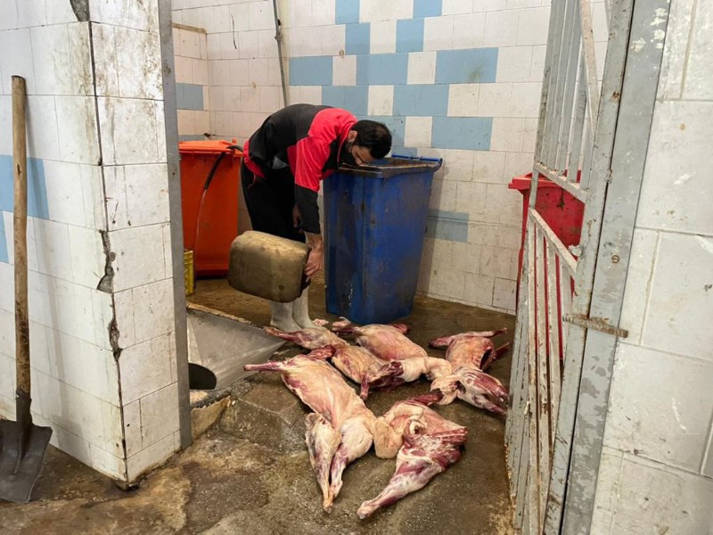ضبط و امحاء4لاشه گوشت کشتار غیر مجاز در هرسین