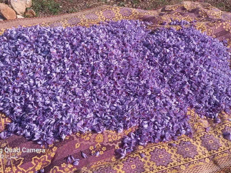 اجرای ۲۹ طرح اشتغال زا در اراضی ملی شهرستان هرسین