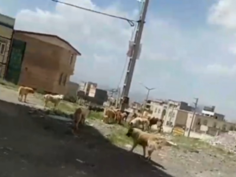 زندگی مردم در محاصره سگ های ولگرد