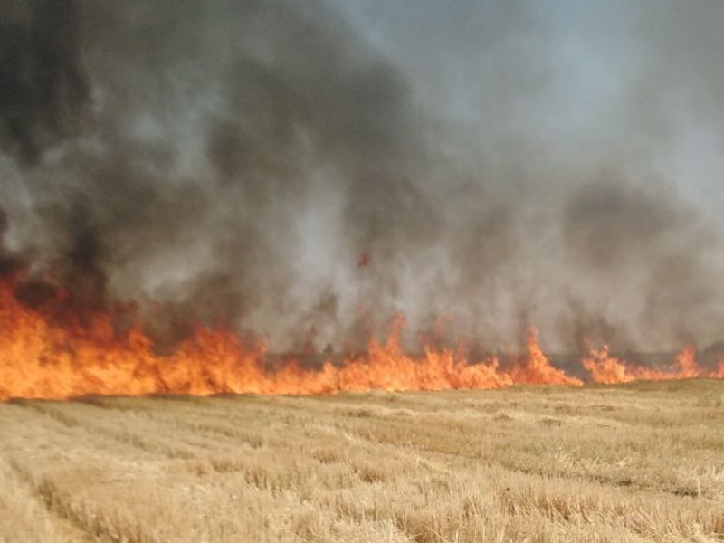 زمین های کشاورزی روستای کاشانتو بیستون طعمه حریق شد+فیلم