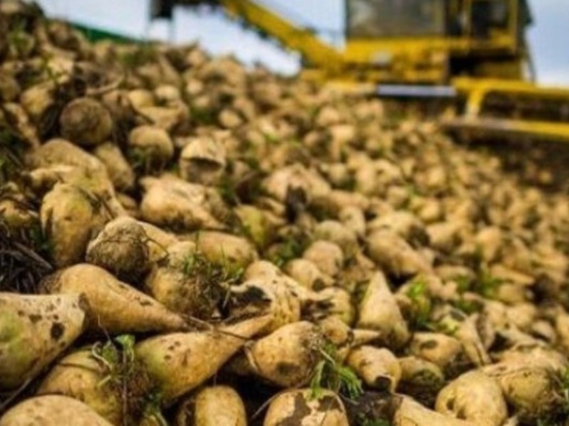 پیش بینی برداشت 82هزار تن چغندر در هرسین پیش بینی برداشت 82هزار تن چغندر در هرسین