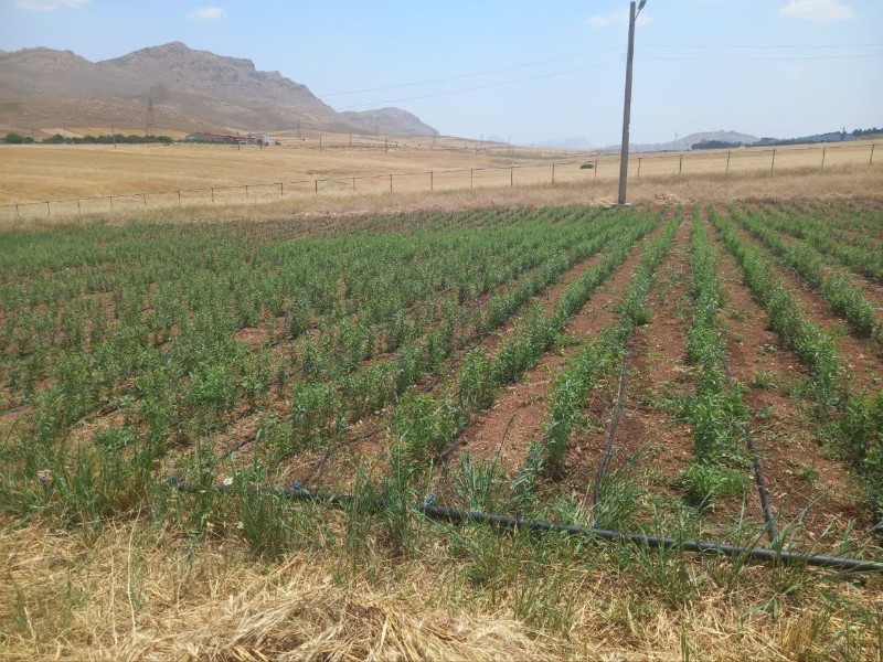 کاشت نهال در نهالستان جهان فولاد دائمی شد