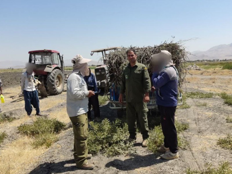 برخورد قانونی با متخلفان برداشت گیاهان دارویی در هرسین برخورد قانونی با متخلفان برداشت گیاهان دارویی در هرسین