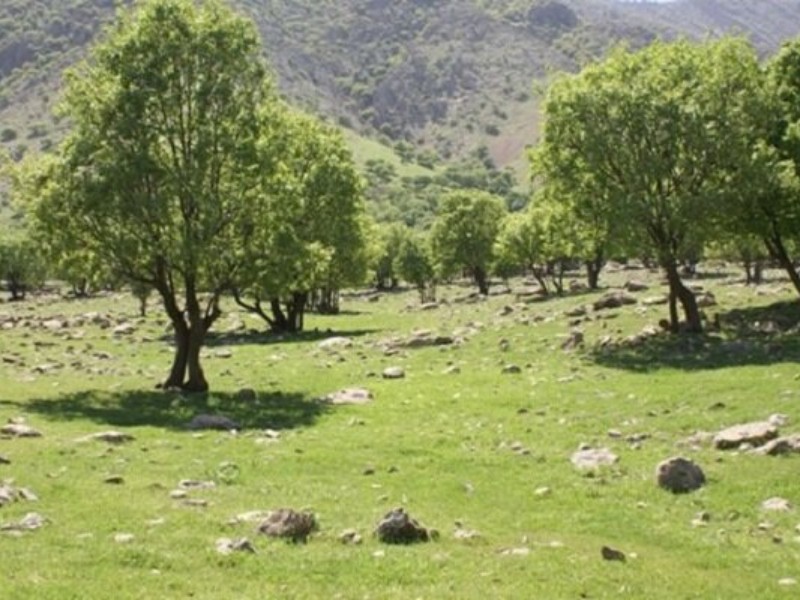 خلع ید و رفع تصرف حدود ۸ هکتار از اراضی ملی در هرسین خلع ید و رفع تصرف حدود ۸ هکتار از اراضی ملی در هرسین