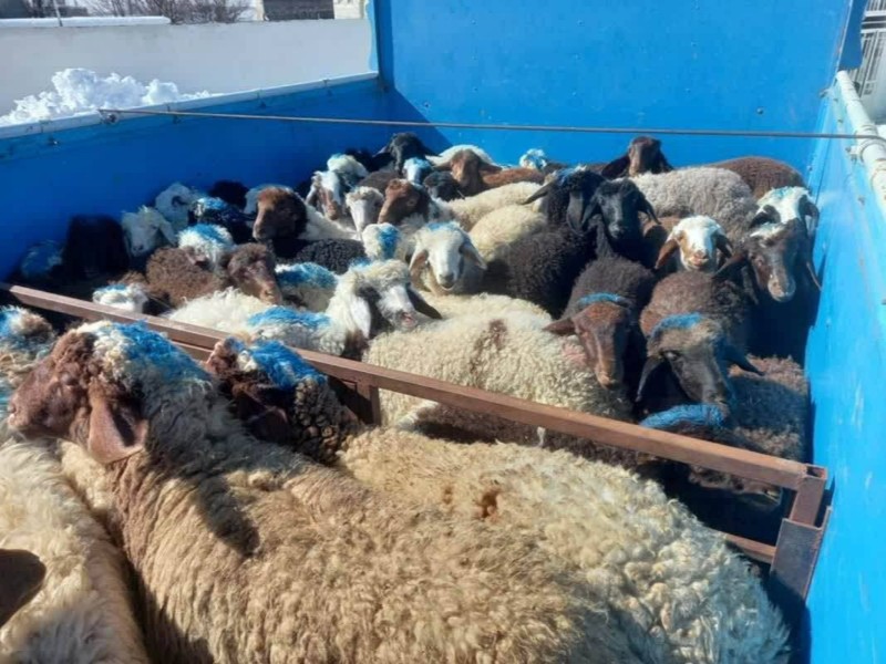 کشف 22 رأس احشام فاقد مجوز در هرسين کشف 22 رأس احشام فاقد مجوز در هرسين