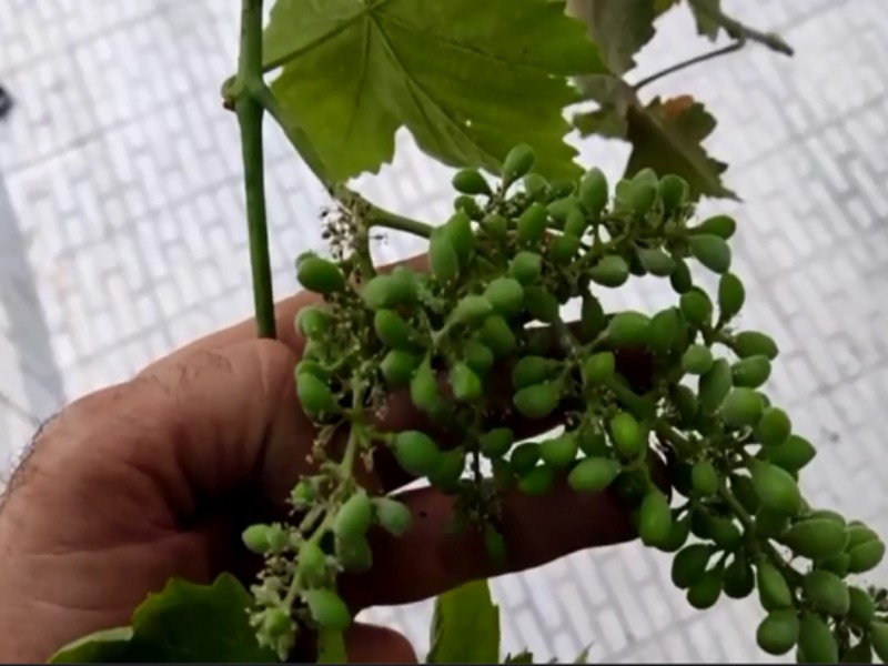 از عجایب یک درخت انگور در هرسین از عجایب یک درخت انگور در هرسین