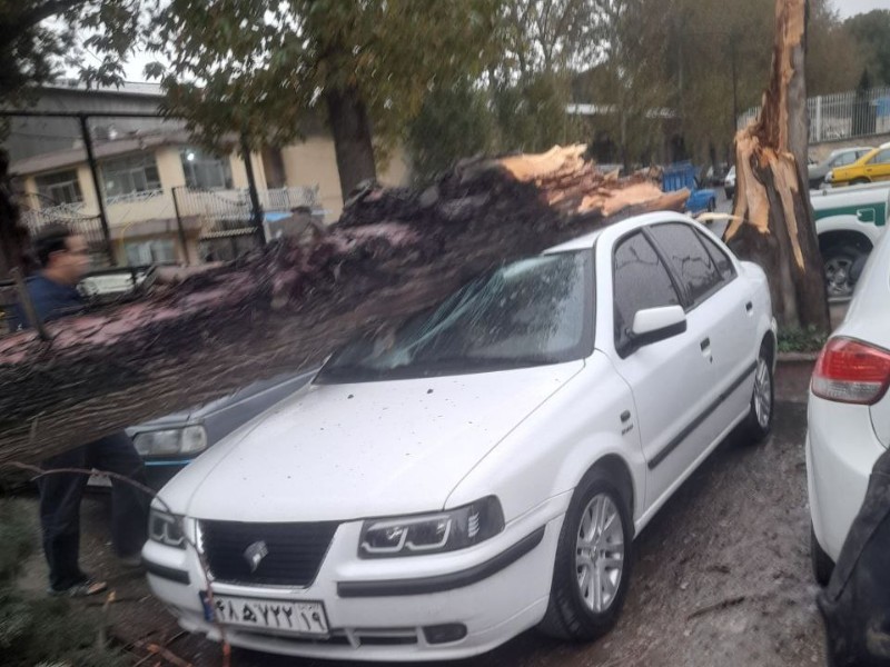 سقوط درخت و خسارت به دو خودرو در بیستون سقوط درخت و خسارت به دو خودرو در بیستون