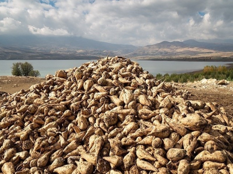پیش بینی برداشت 115هزارتن چغندر از مزارع شهرستان هرسین پیش بینی برداشت 115هزارتن چغندر از مزارع شهرستان هرسین