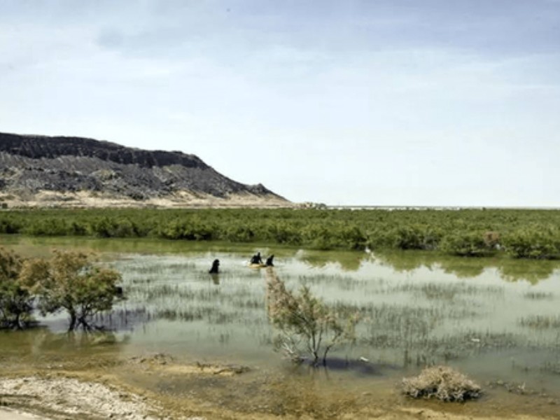 موجودی با قدمت ۳۰۰ میلیون سال دوباره جان گرفت